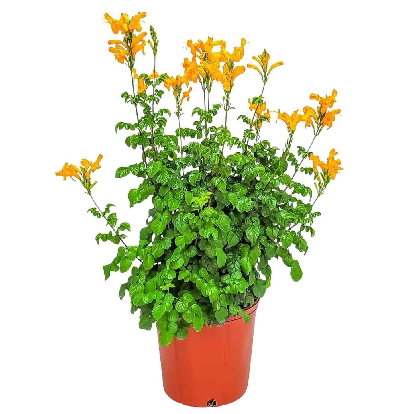 Tecomaria, Assorted, Bush - View 3 from www redcrocus com