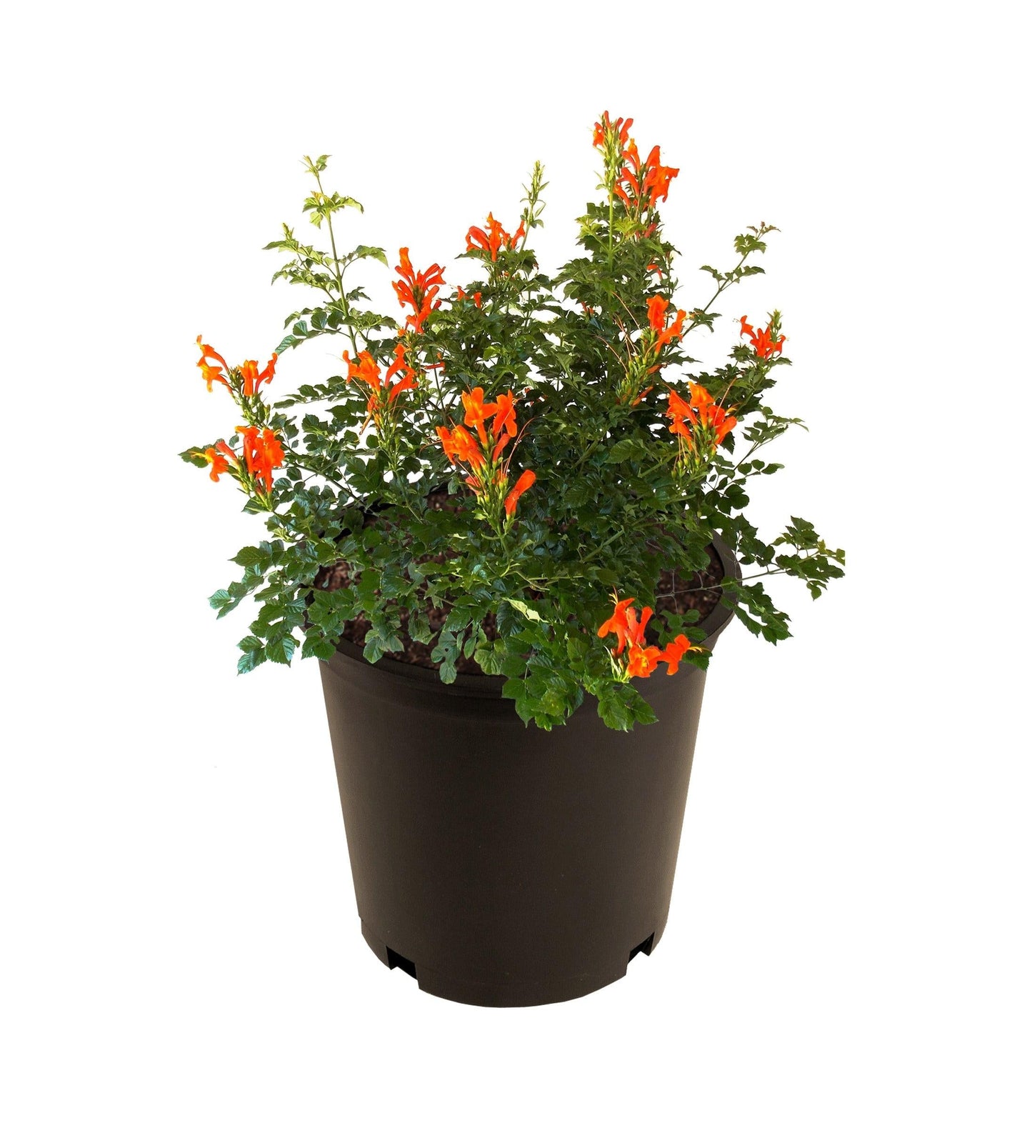 Tecomaria, Assorted, Bush - View 5 from www redcrocus com