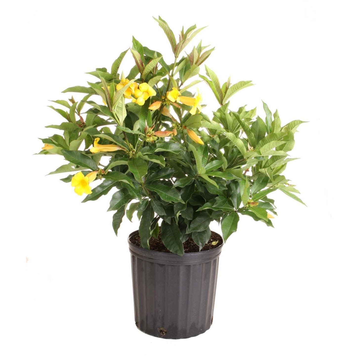 Tecomaria, Assorted, Bush - View 6 from www redcrocus com