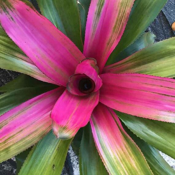 Bromeliad Extra Large Bare Root Assorted - View 11 from www redcrocus com