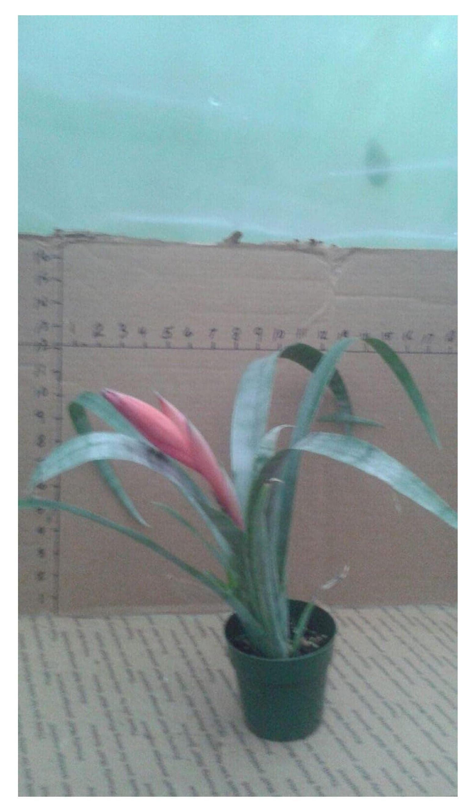Bromeliad Extra Large Bare Root Assorted - View 2 from www redcrocus com