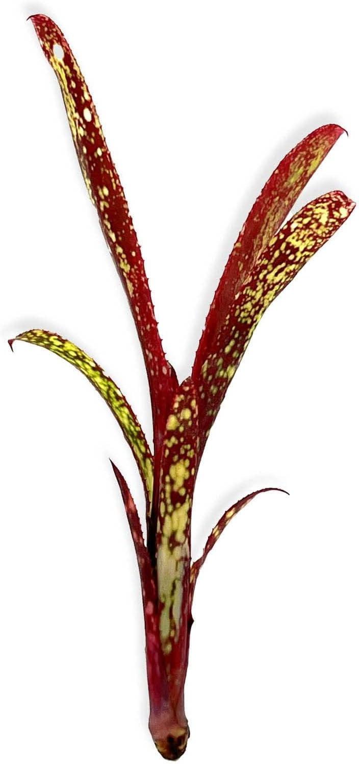 Bromeliad Extra Large Bare Root Assorted - View 7 from www redcrocus com