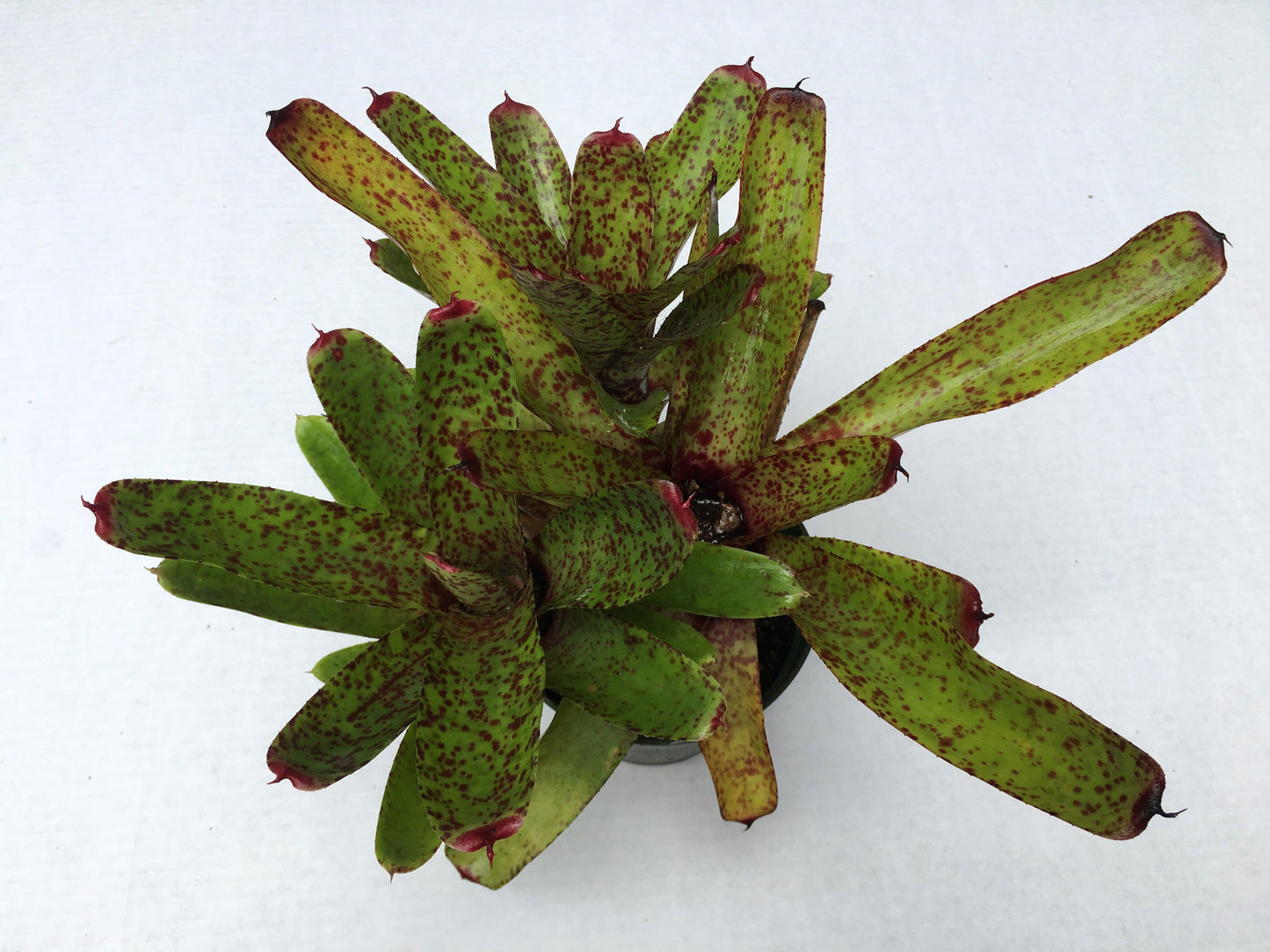 Bromeliad, Medium Bare Root, Assorted - View 10 from www redcrocus com