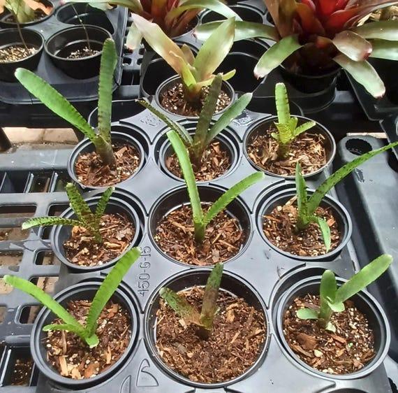 Bromeliad, Medium Bare Root, Assorted - View 15 from www redcrocus com