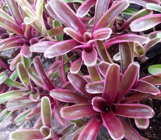 Bromeliad, Medium Bare Root, Assorted - View 1 from www redcrocus com