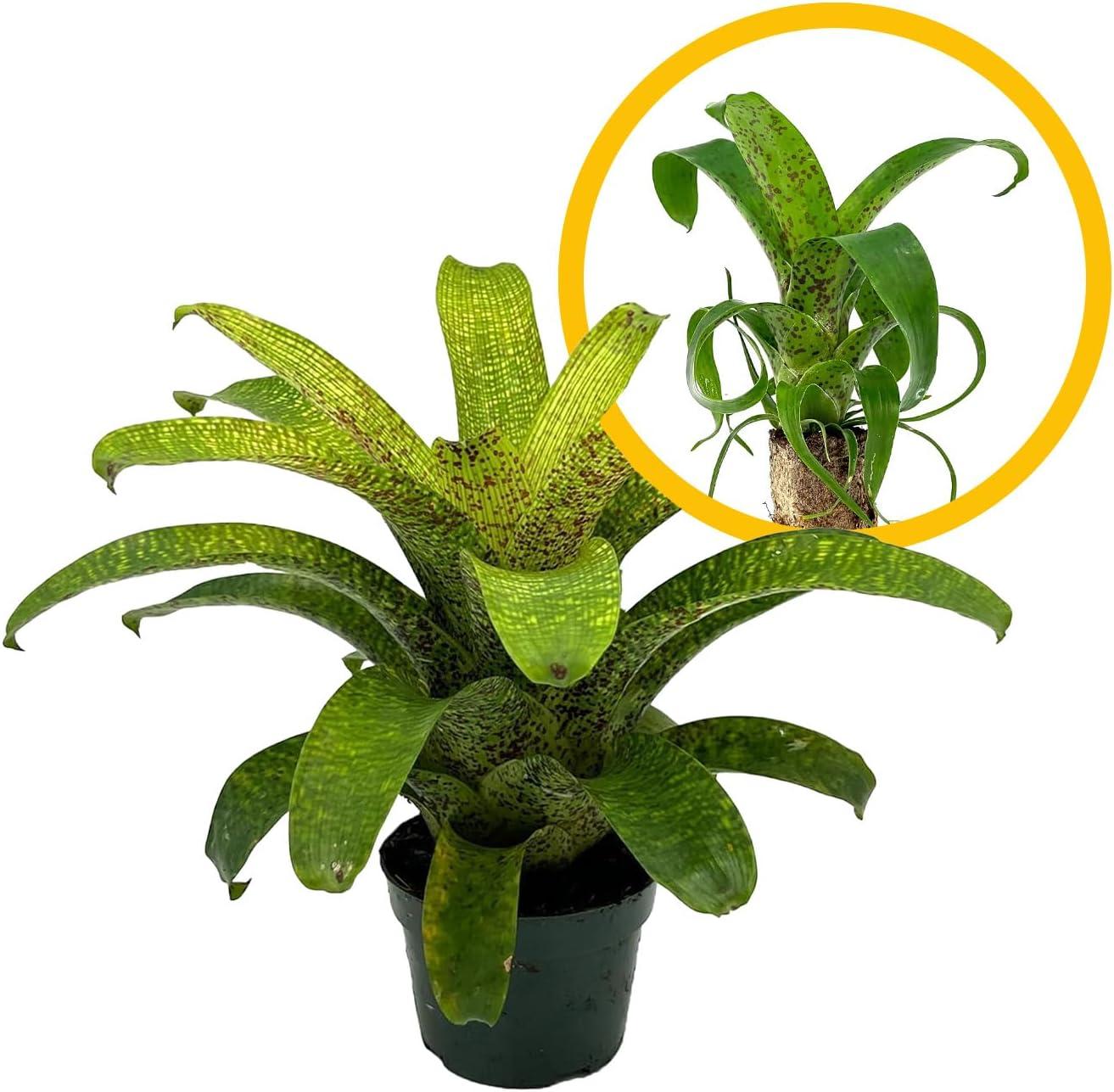 Bromeliad, Medium Bare Root, Assorted - View 20 from www redcrocus com