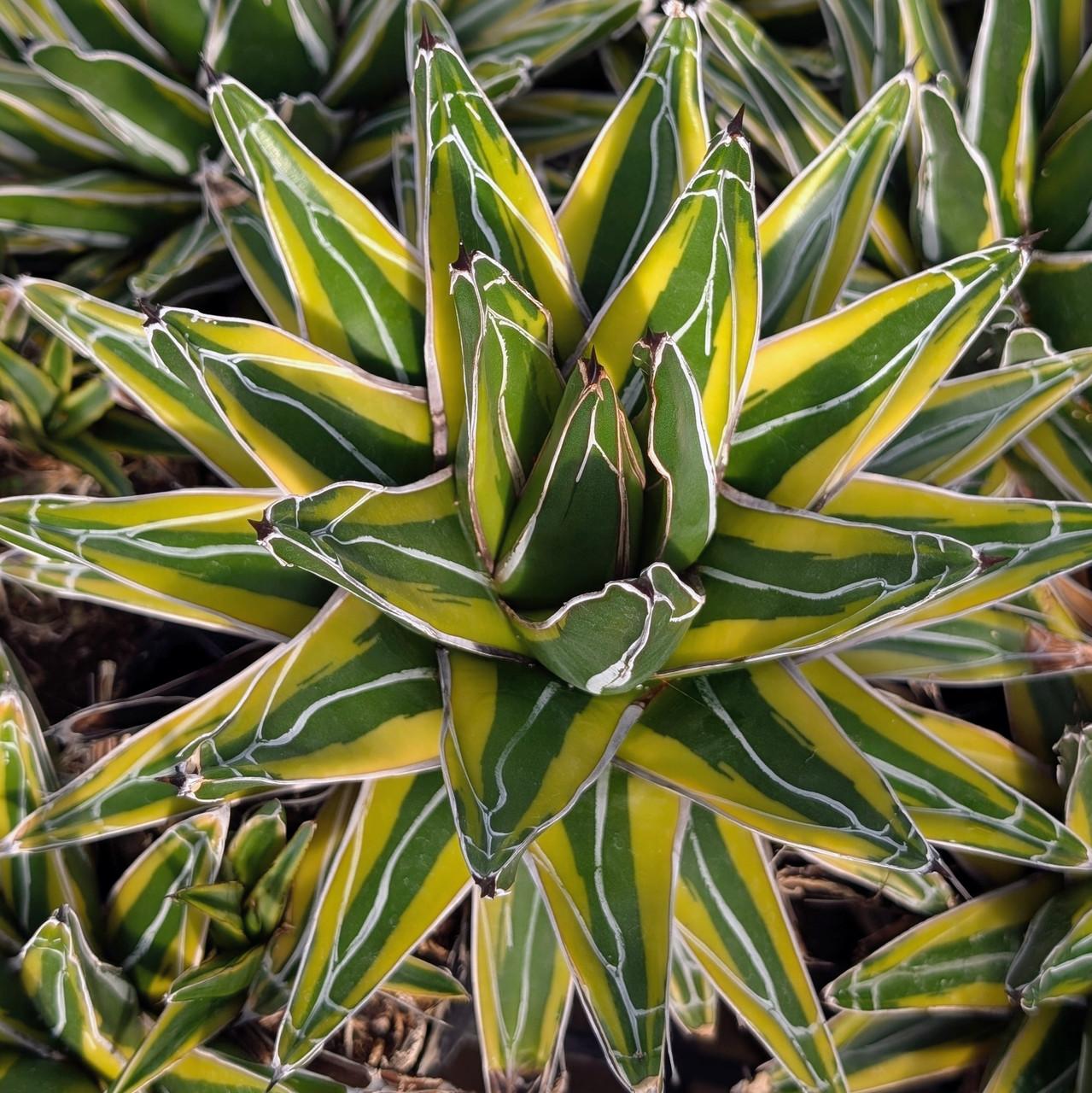 Bromeliad, Medium Bare Root, Assorted - View 21 from www redcrocus com