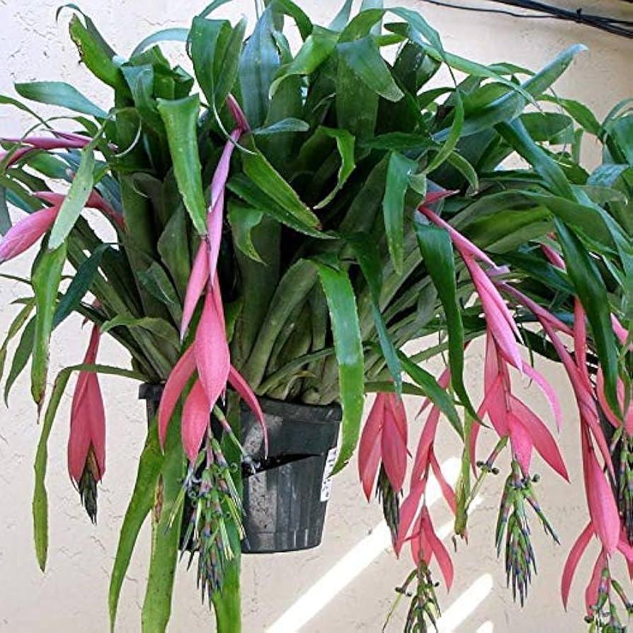 Bromeliad, Medium Bare Root, Assorted - View 22 from www redcrocus com