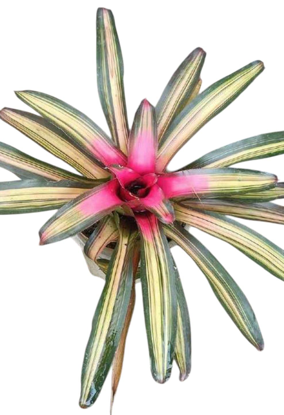 Bromeliad, Medium Bare Root, Assorted - View 25 from www redcrocus com