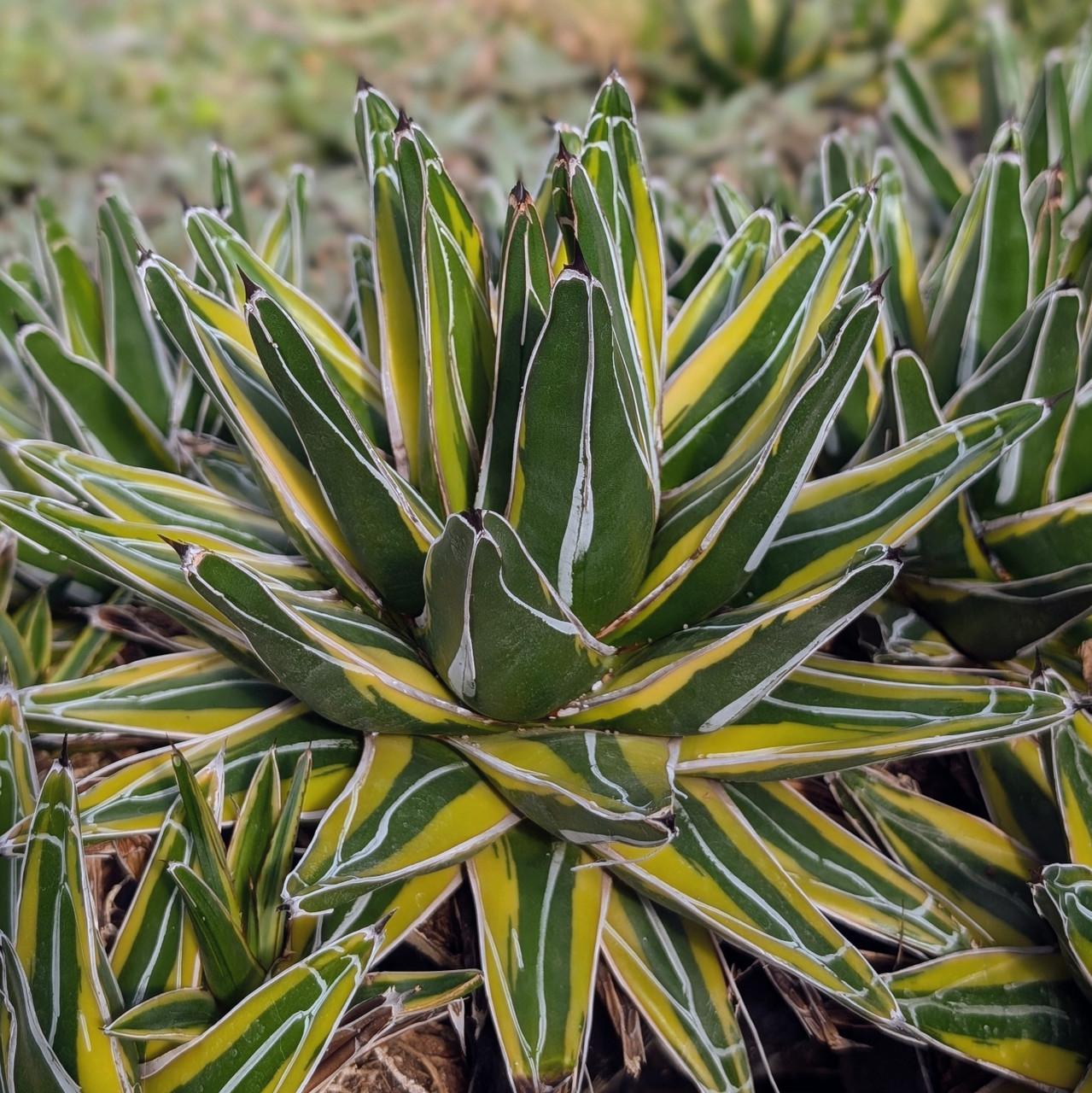 Bromeliad, Medium Bare Root, Assorted - View 29 from www redcrocus com