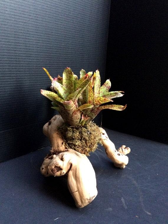 Bromeliad, Medium Bare Root, Assorted - View 5 from www redcrocus com