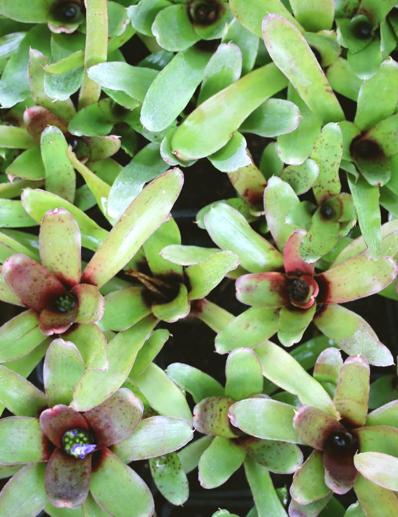 Bromeliad, Medium Bare Root, Assorted - View 7 from www redcrocus com