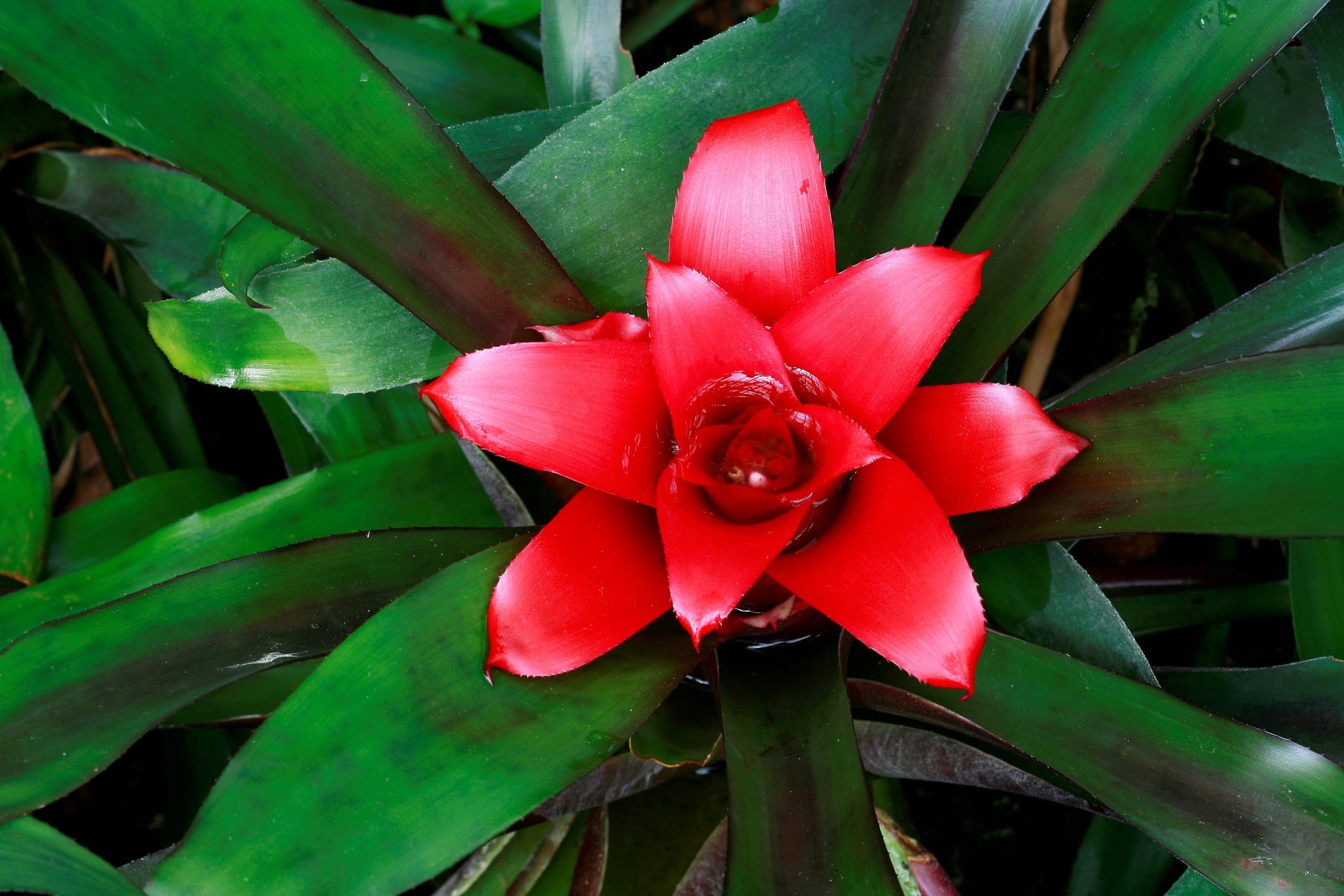 Bromeliad, Medium Bare Root, Assorted - View 8 from www redcrocus com