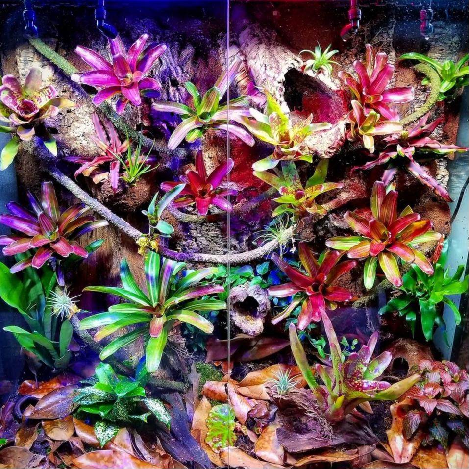 Bromeliad, Medium Bare Root, Assorted - View 9 from www redcrocus com