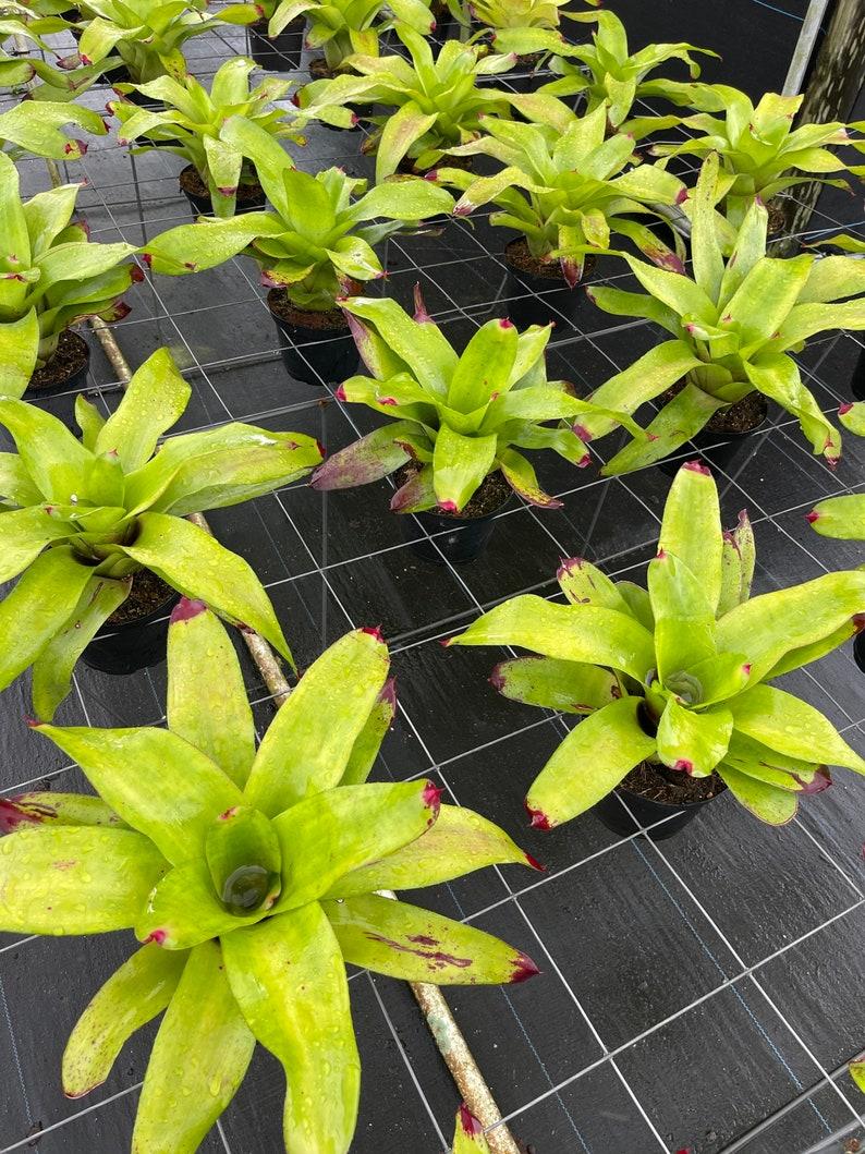 Bromeliad Small Size Bare Root Assorted - View 10 from www redcrocus com