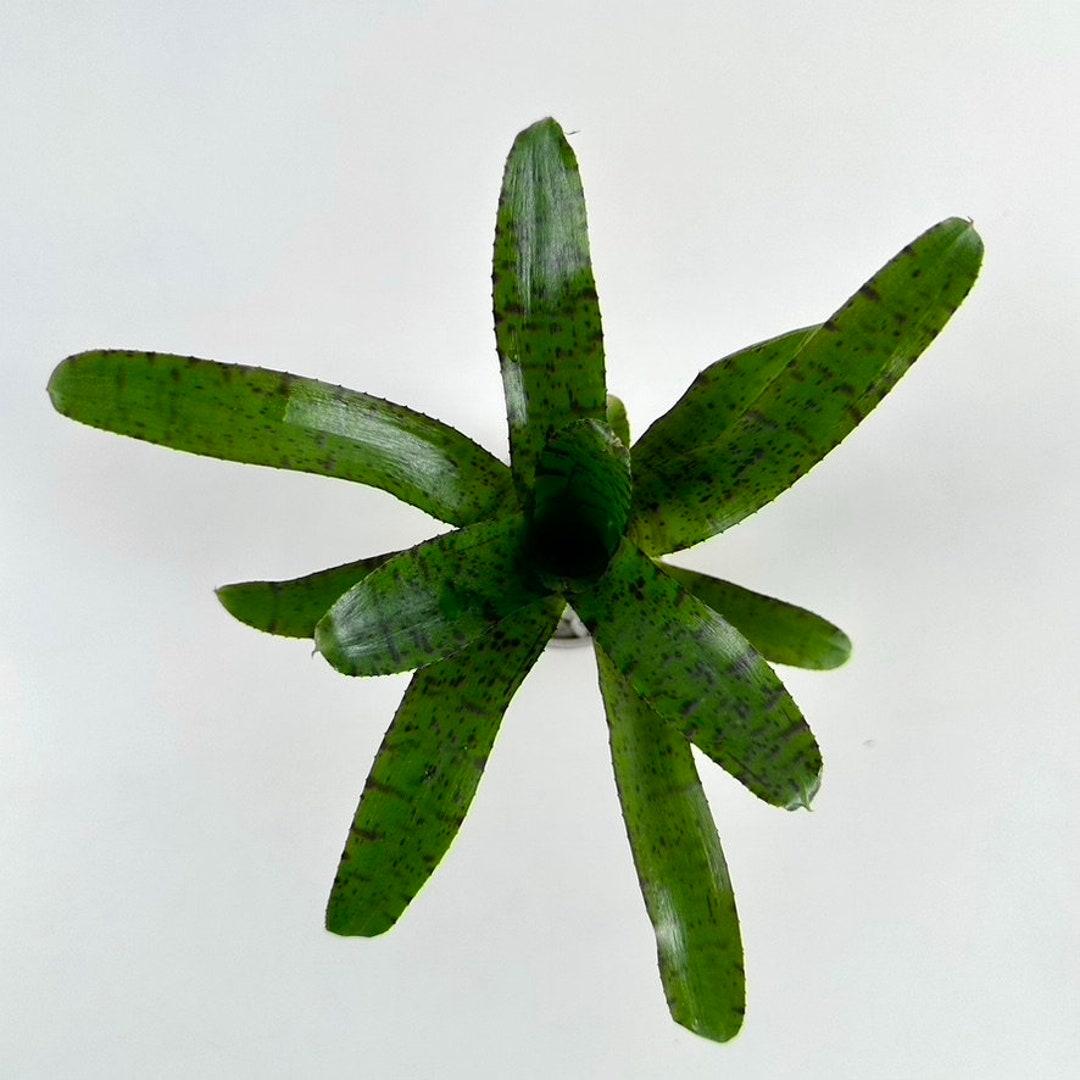 Bromeliad Small Size Bare Root Assorted - View 15 from www redcrocus com