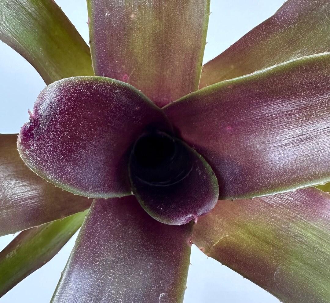 Bromeliad Small Size Bare Root Assorted - View 3 from www redcrocus com