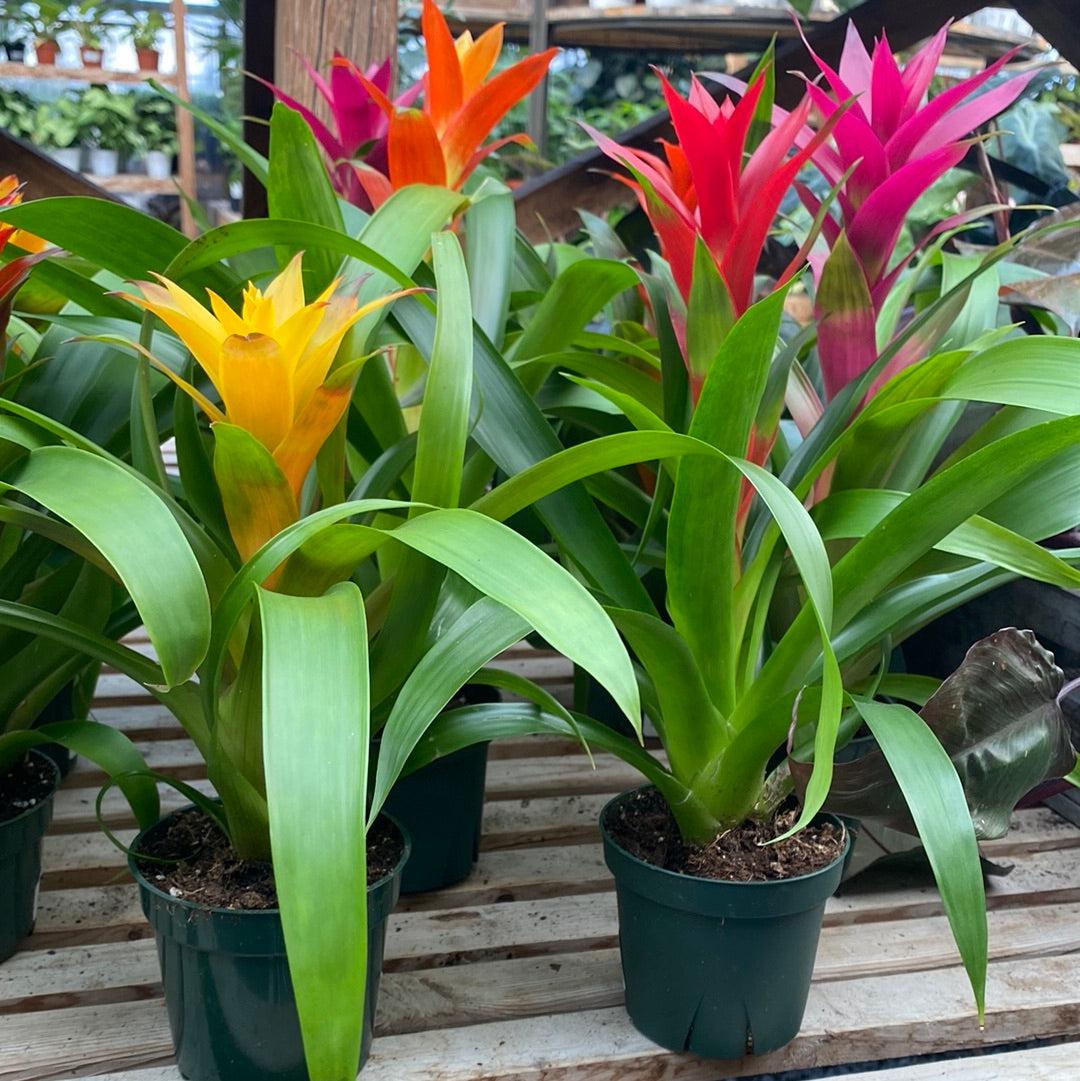 Bromeliad Small Size Bare Root Assorted - View 4 from www redcrocus com