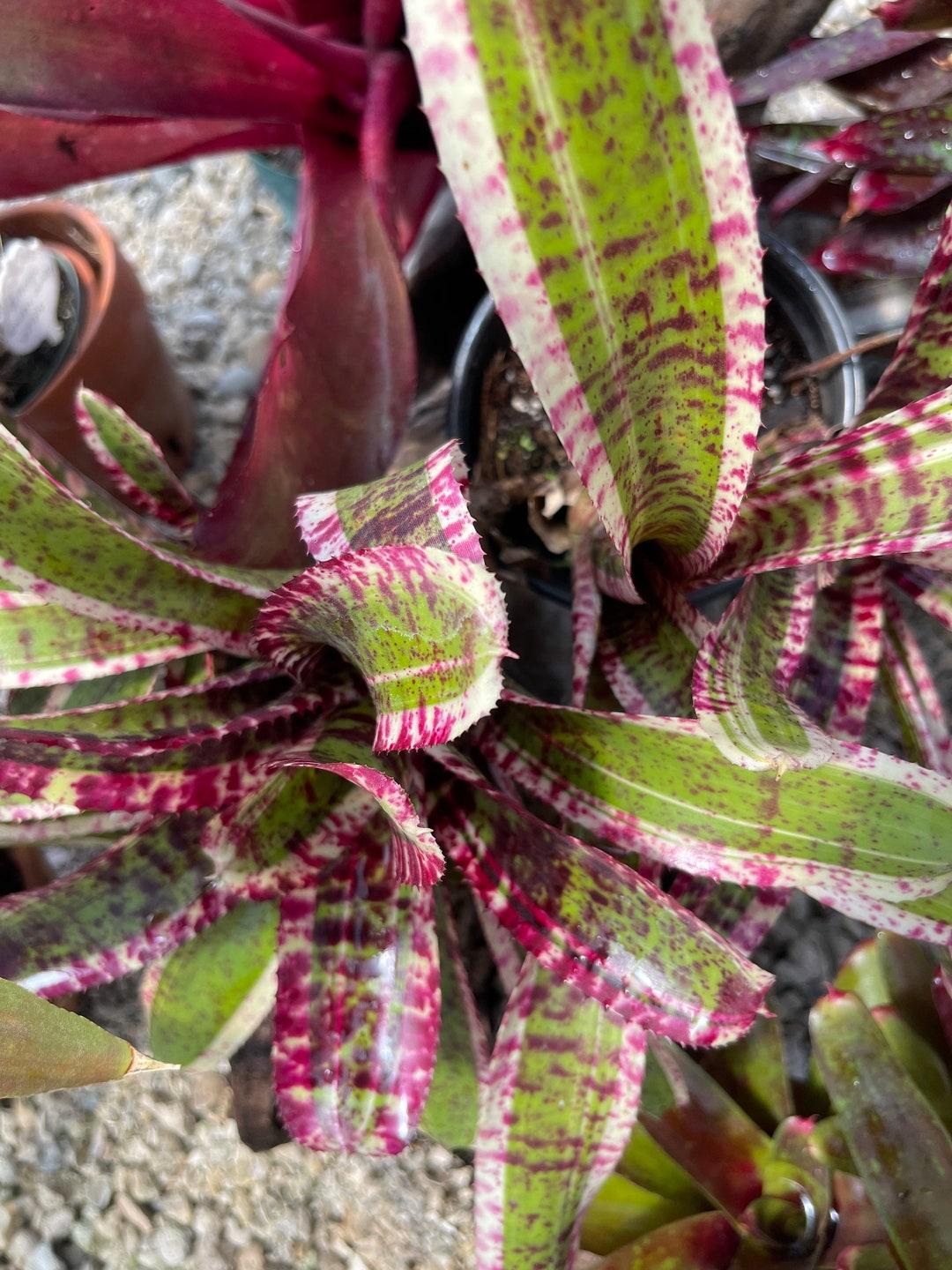 Bromeliad Small Size Bare Root Assorted - View 8 from www redcrocus com