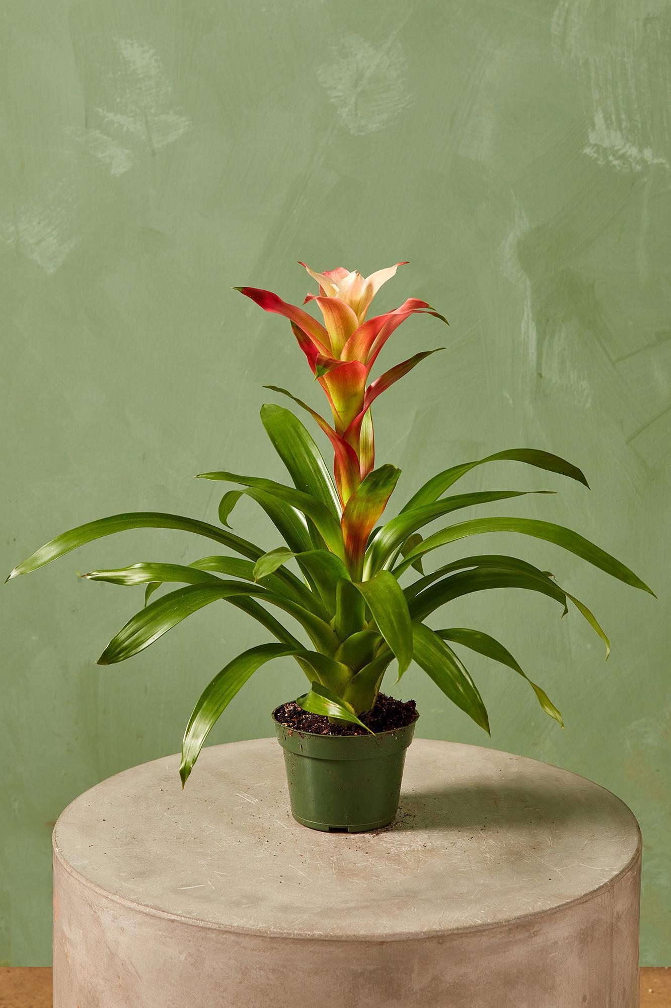 Bromeliad Small Size Bare Root Assorted - View 9 from www redcrocus com