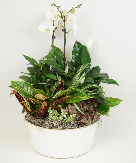 Orchid, Exotic, Assorted - View 10 from www redcrocus com