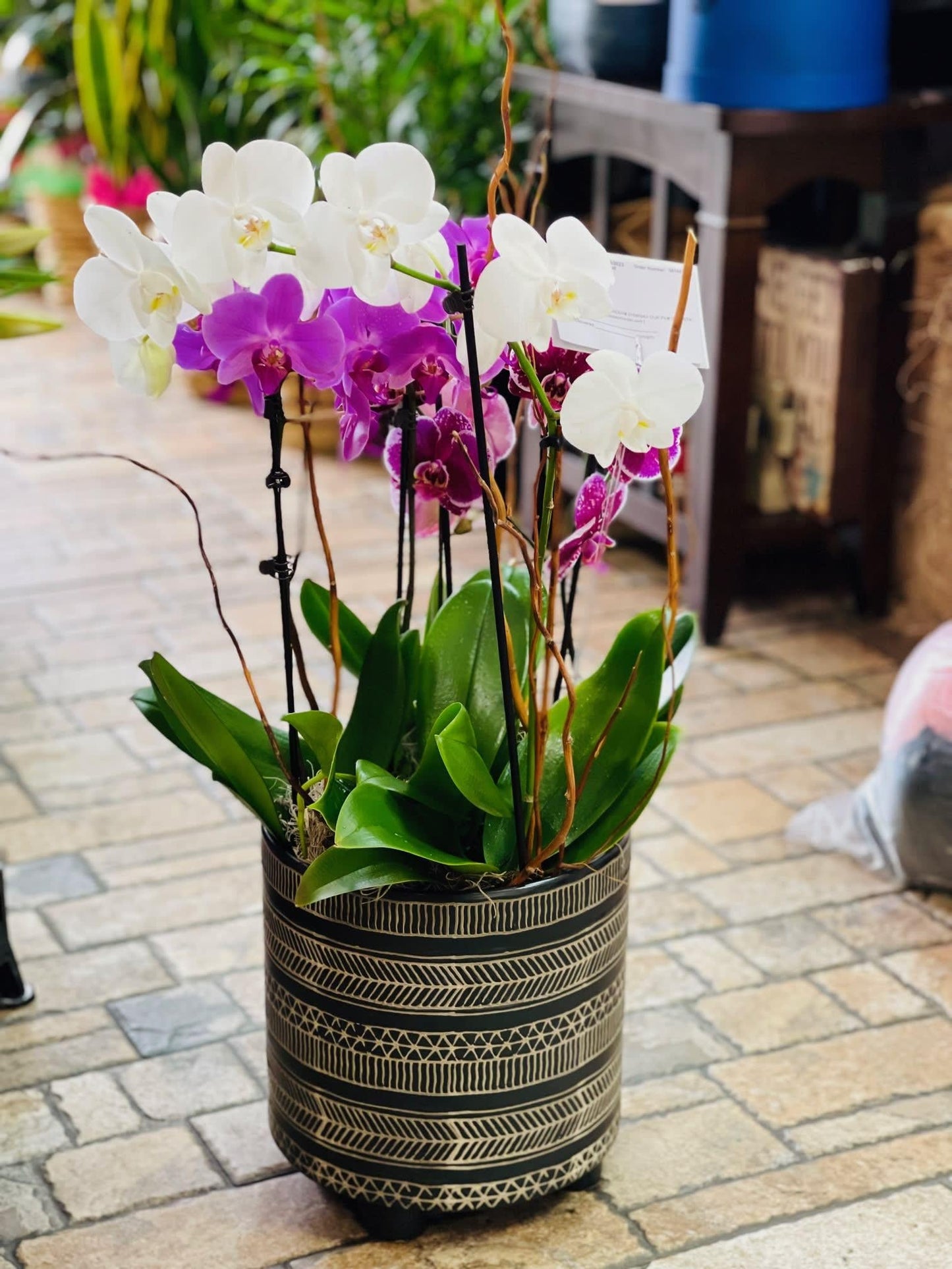Orchid, Exotic, Assorted - View 14 from www redcrocus com