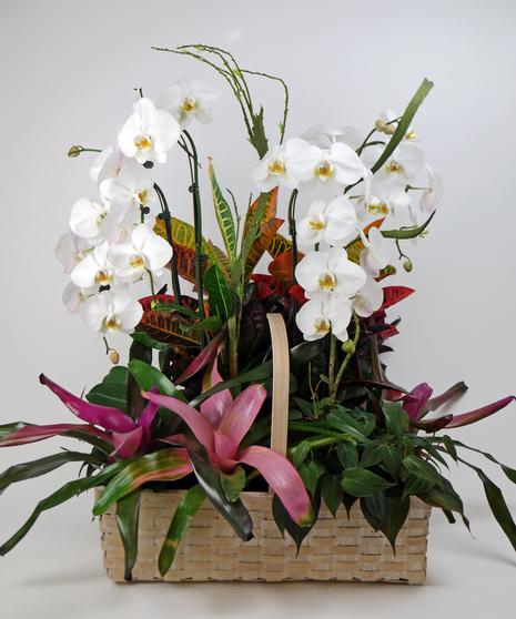 Orchid, Exotic, Assorted - View 17 from www redcrocus com