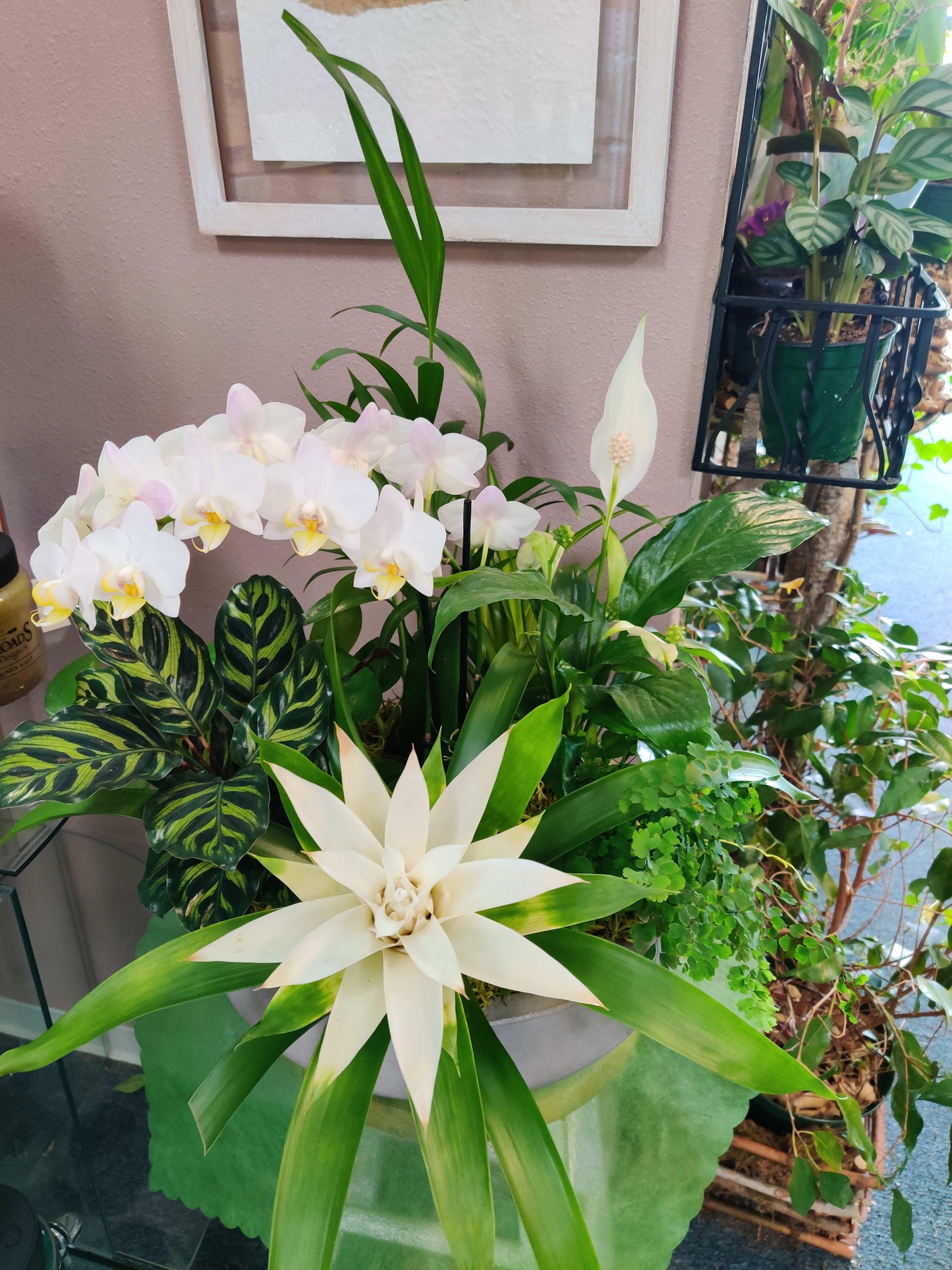 Orchid, Exotic, Assorted - View 18 from www redcrocus com