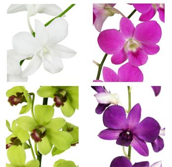 Orchid, Exotic, Assorted - View 2 from www redcrocus com