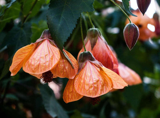 Abutilon Assorted - View 1 from www redcrocus com