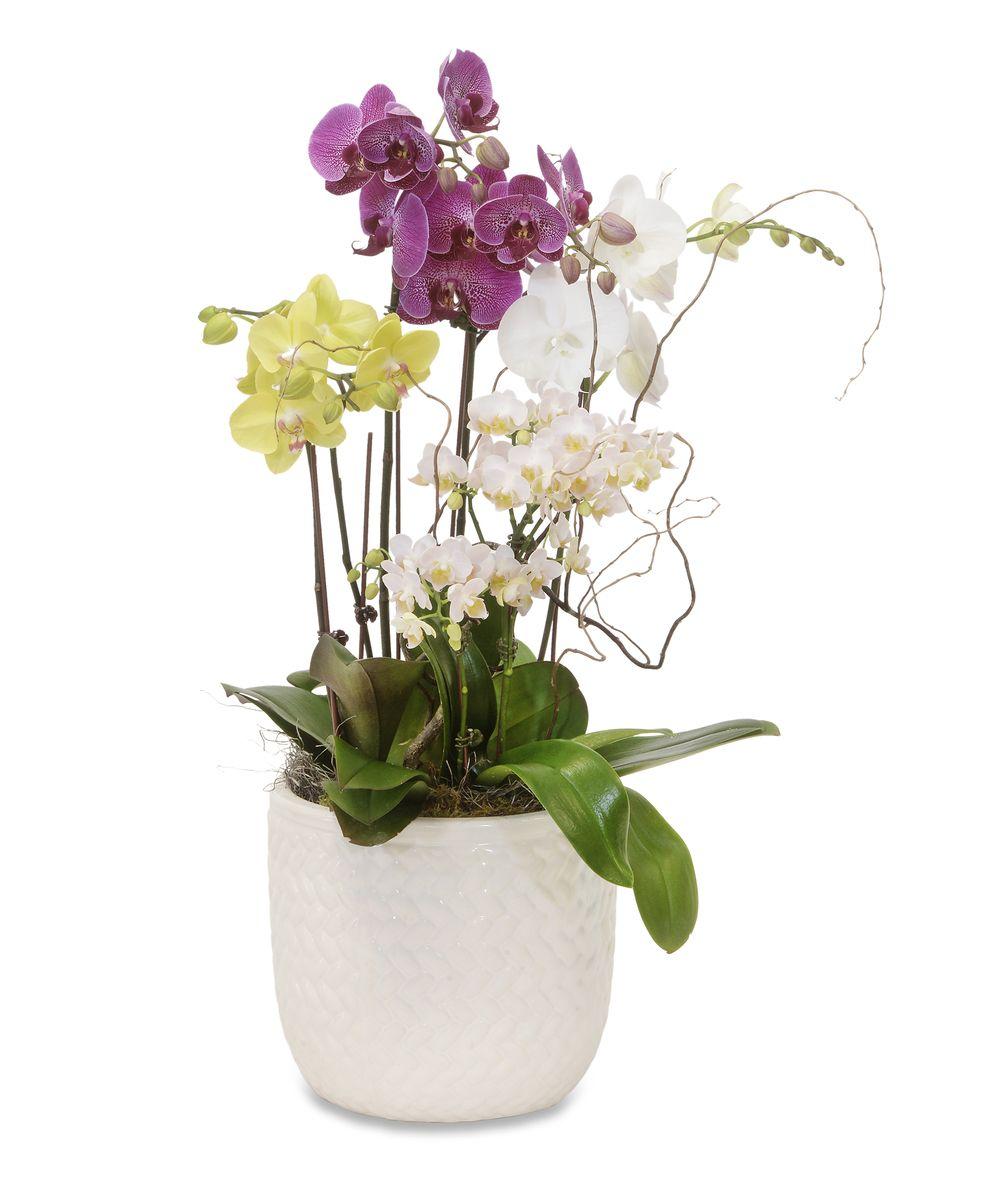 Phalaenopsis Orchid Assorted Decorative Pot - View 10 from www redcrocus com