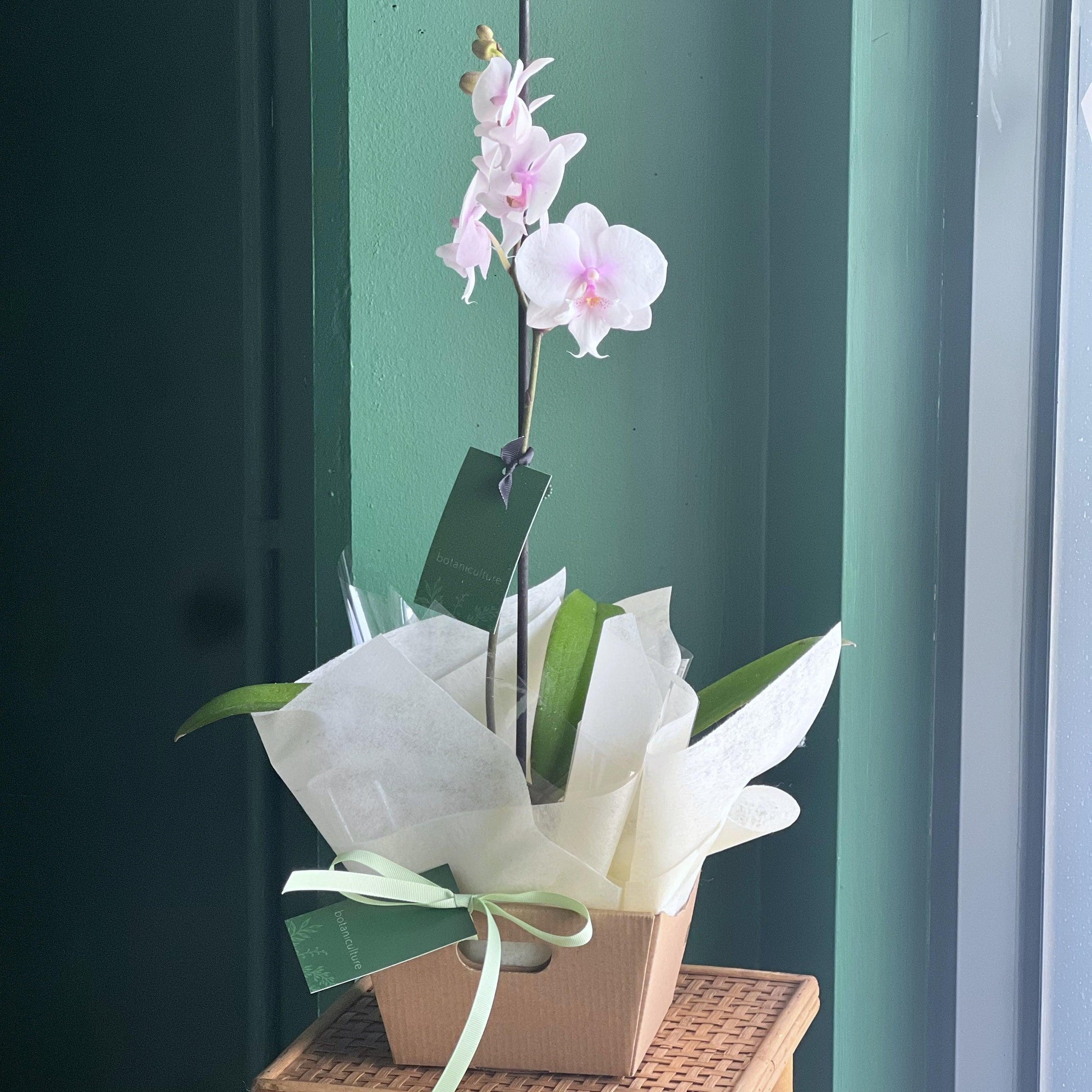 Phalaenopsis Orchid Assorted Decorative Pot - View 11 from www redcrocus com