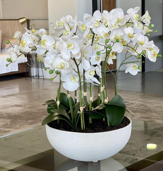 Phalaenopsis Orchid Assorted Decorative Pot - View 1 from www redcrocus com
