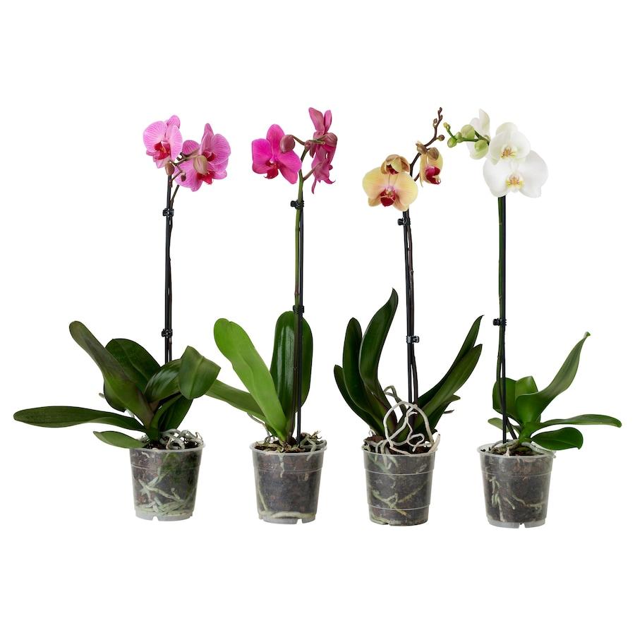 Phalaenopsis Orchid Assorted Decorative Pot - View 2 from www redcrocus com