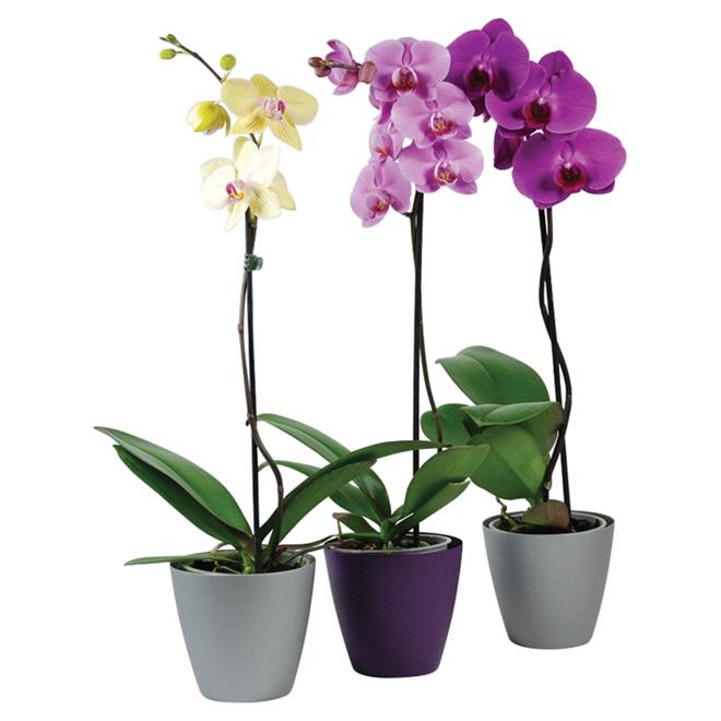 Phalaenopsis Orchid Assorted Decorative Pot - View 3 from www redcrocus com