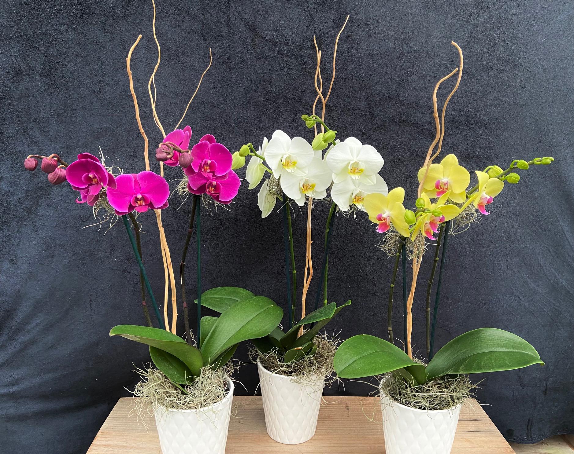 Phalaenopsis Orchid Assorted Decorative Pot - View 4 from www redcrocus com