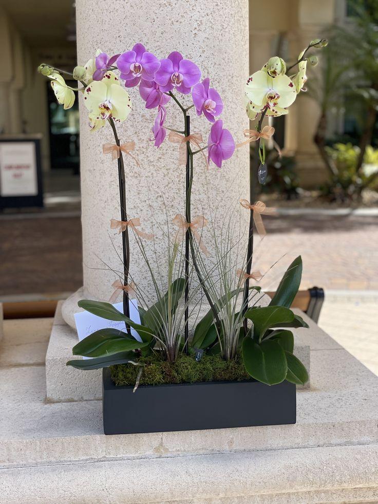 Phalaenopsis Orchid Assorted Decorative Pot - View 6 from www redcrocus com