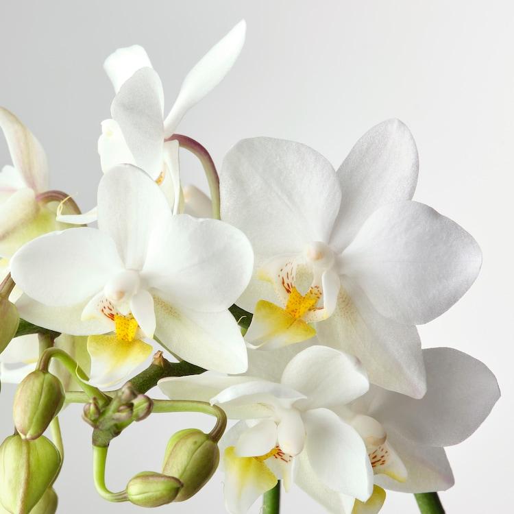 Phalaenopsis Orchid Assorted Decorative Pot - View 8 from www redcrocus com