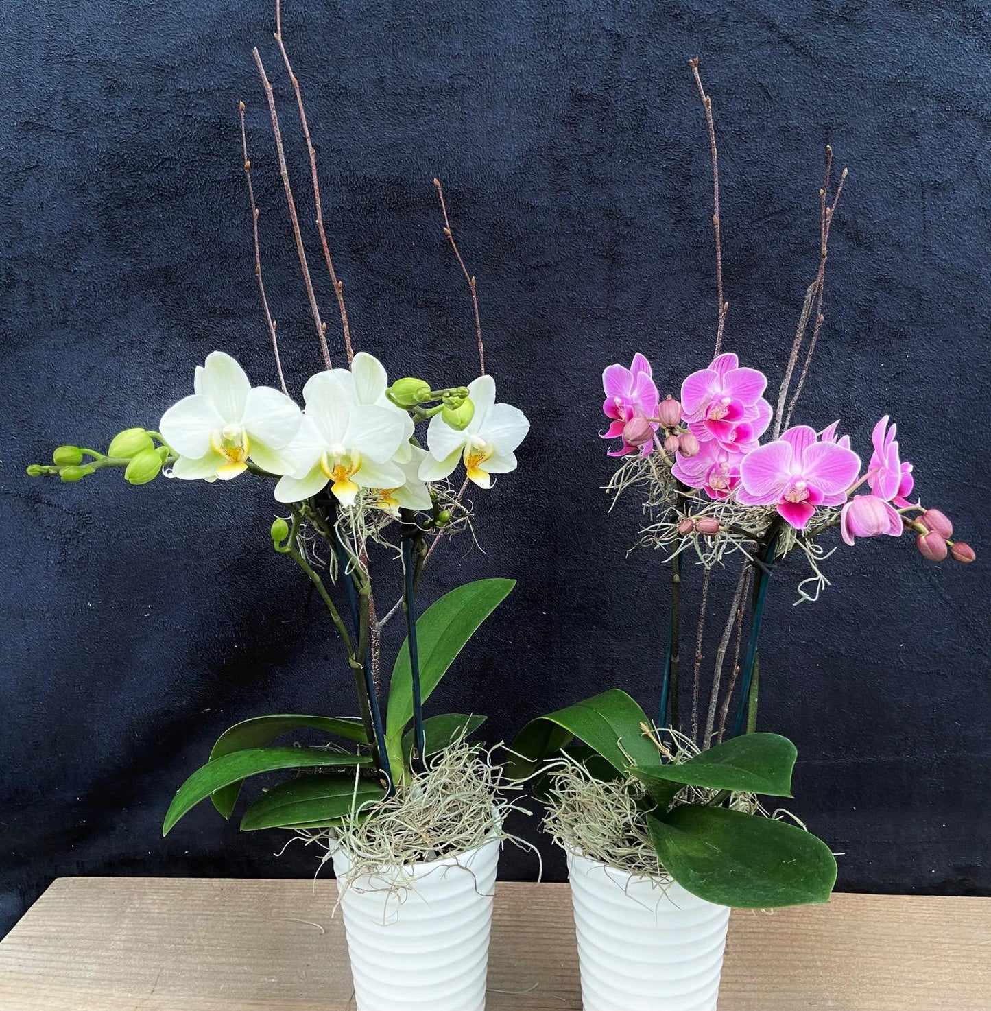 Phalaenopsis Orchid Assorted Decorative Pot - View 9 from www redcrocus com