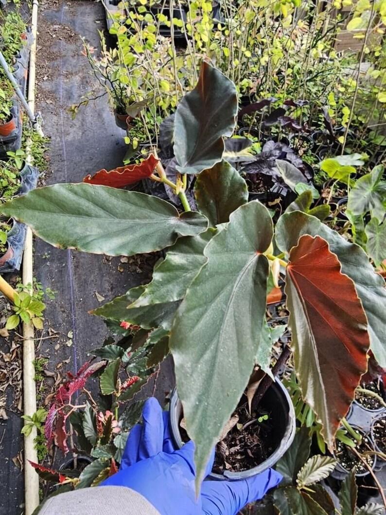 Begonia Torch - View 12 from www redcrocus com