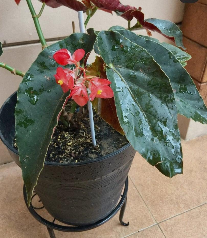 Begonia Torch - View 15 from www redcrocus com