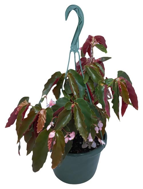 Begonia Torch - View 16 from www redcrocus com