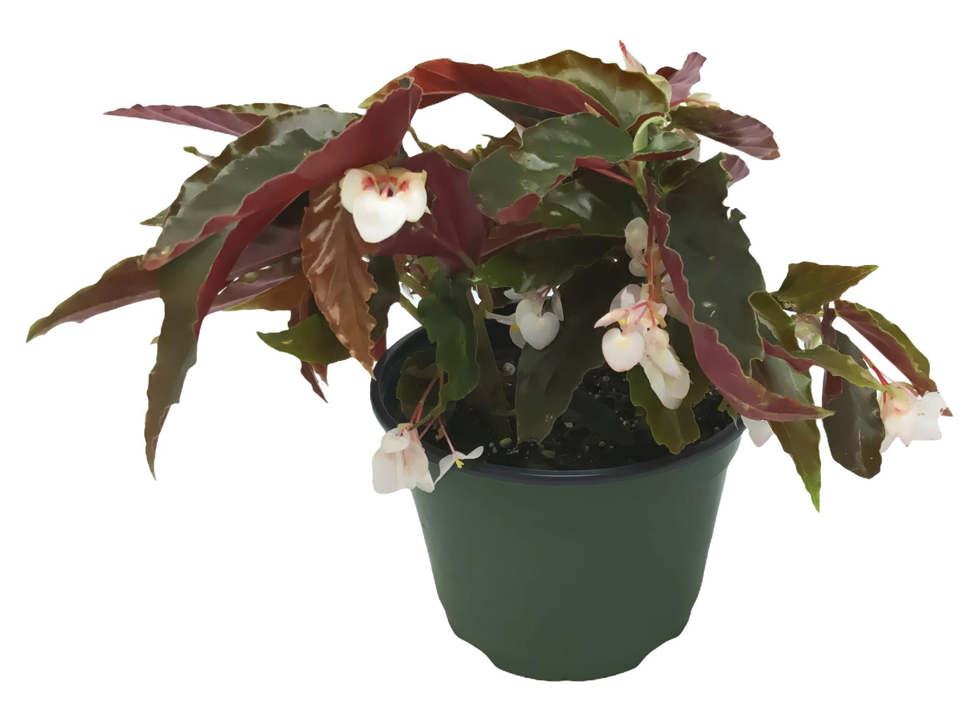 Begonia Torch - View 17 from www redcrocus com