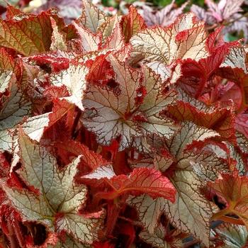 Begonia Torch - View 18 from www redcrocus com