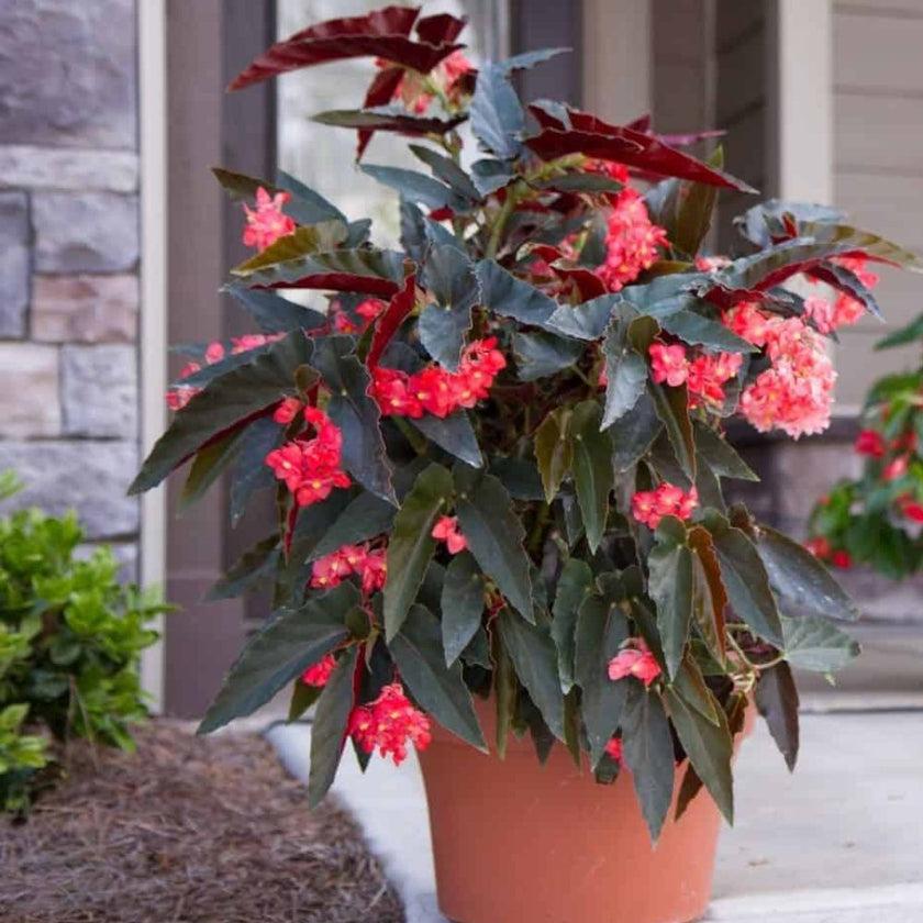 Begonia Torch - View 2 from www redcrocus com