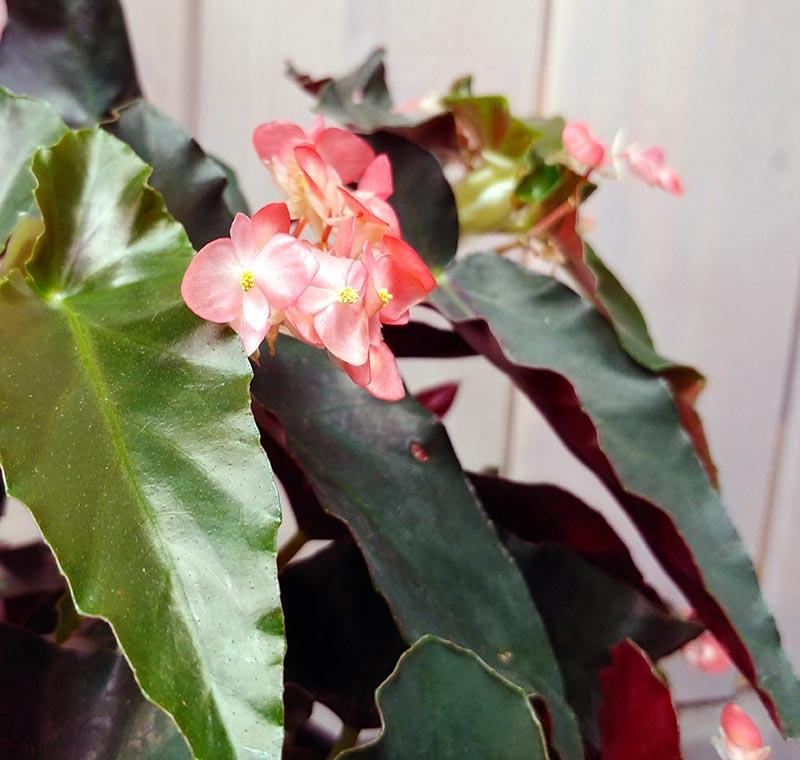 Begonia Torch - View 7 from www redcrocus com
