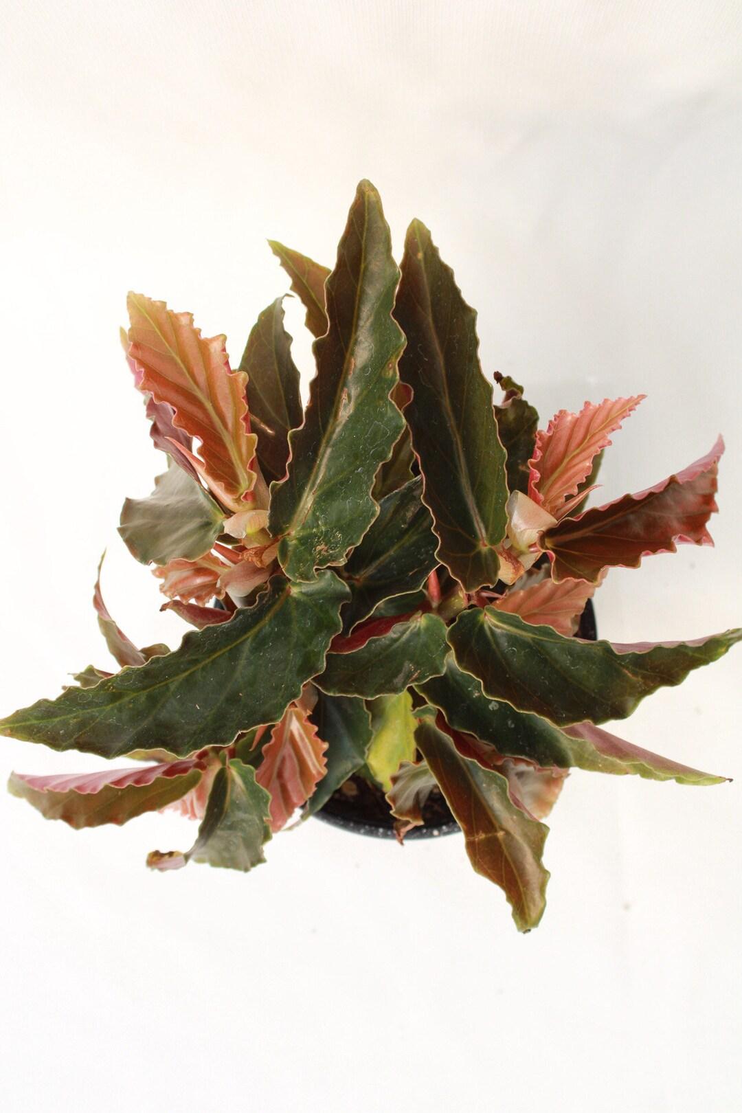 Begonia Torch - View 9 from www redcrocus com