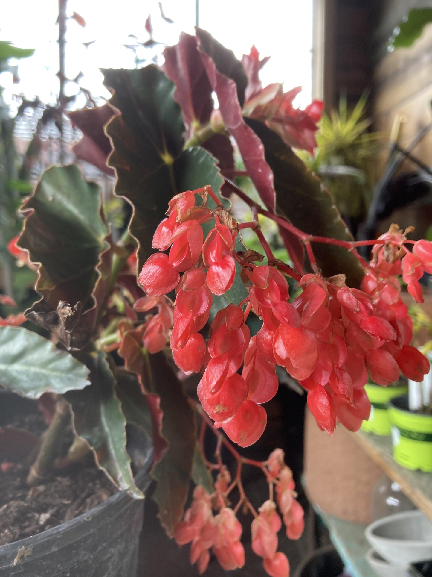 Begonia 'torch' - View 13 from www redcrocus com