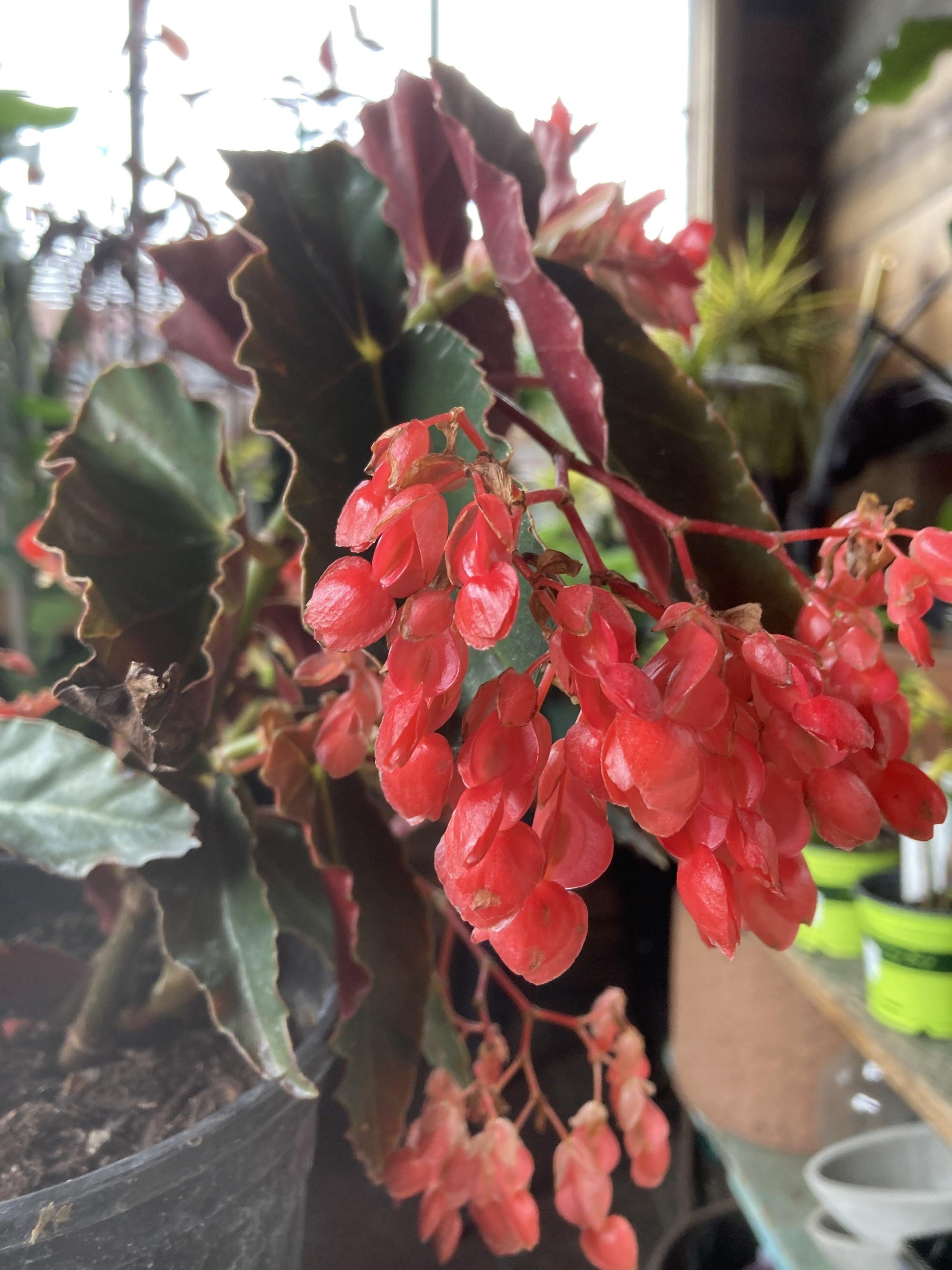Begonia 'torch' - View 13 from www redcrocus com