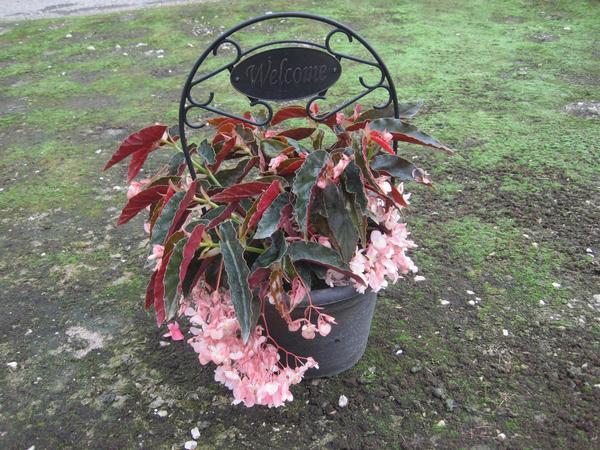 Begonia 'torch' - View 14 from www redcrocus com